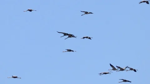 Flying flock of Common Crane (Grus grus) in flight blue skies, migration  Stock Footage 105270216