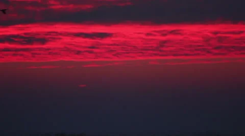 Flying flock of geese at sunrise red sky. Vídeos de archivo 45590147