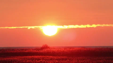 Flying flock of geese at sunrise red sky. Vídeo Stock 45590467