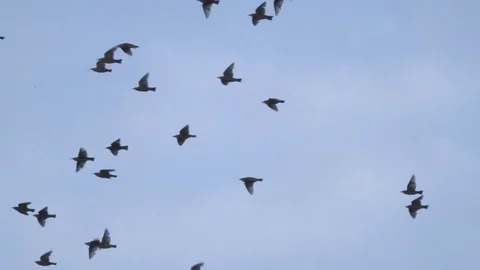Flying flock of Pigeons. Migration of Big Birds flying into Formation. Slow moti Stock Footage