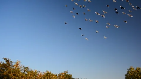 Flying Flock Of Pigeons Shot From A Low Angle. Video stock 97157331