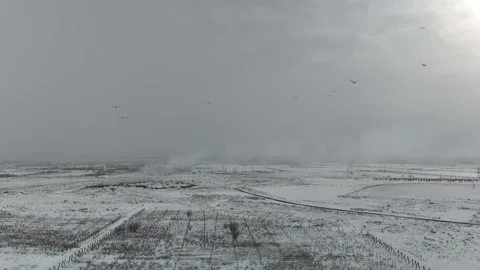 Flying flock of storks, flock of storks, winter, snow, nature Видео 304681431