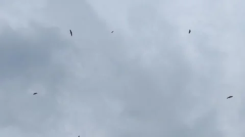 Flying flock of storks Stock Footage 52209234