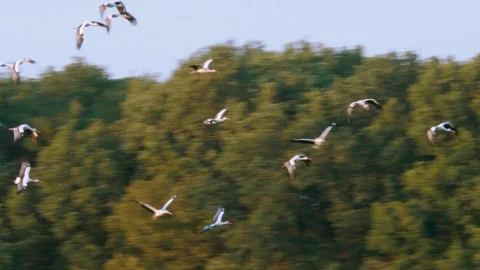 Flying flock of storks Stockbeeldmateriaal 96145460