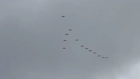 Flying flock of storks Vídeos de archivo 194028013