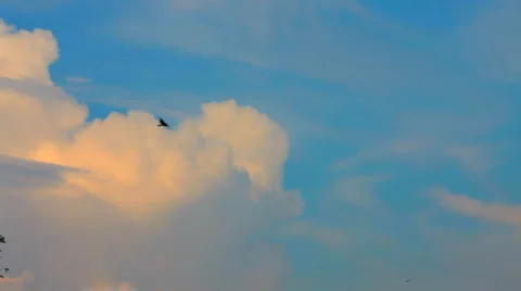 Flying flocks of black birds Stock Footage 1465360