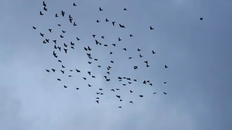 Flying flocks of Pigeons Stock Footage 60701999