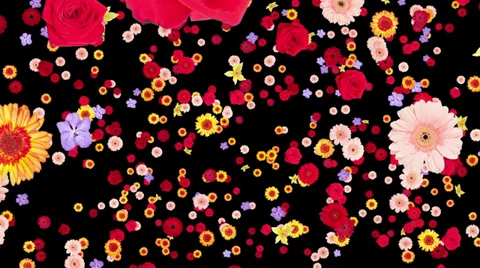 Flying Flower Buds, Includes alpha matte for composing over footage Stock Footage 32660416