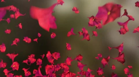Flying Flower Stock Footage 46153981