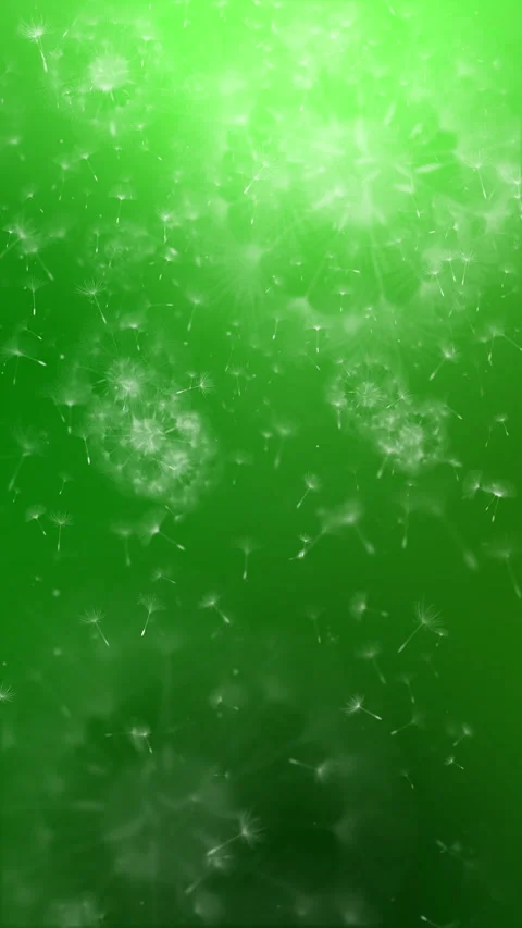 Flying fluffy painted round dandelion seeds on a green bright background. Looped Stock Footage 312753216