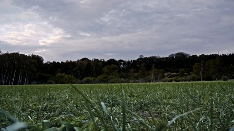 Flying in the forest above the ground Video stock 86248555