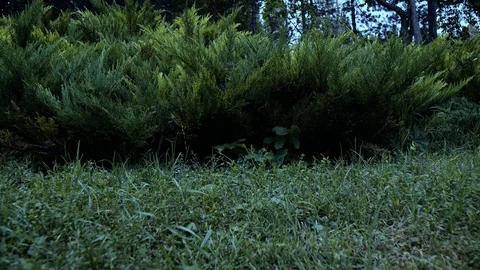 Flying in the forest above the ground Video stock 86248604