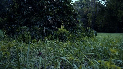 Flying in the forest above the ground Video stock 86248615