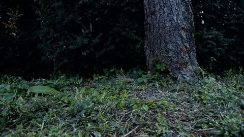 Flying in the forest above the ground Video stock 86248622