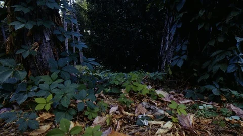 Flying in the forest above the ground Video stock 86248793