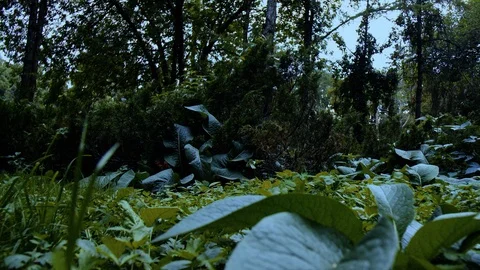 Flying in the forest above the ground Stock Footage 86248957