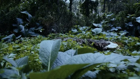 Flying in the forest above the ground Video stock 86248993