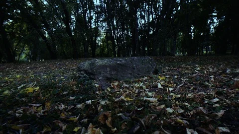 Flying in the forest above the ground Video stock 86249179