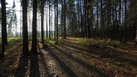 Flying in forest among the trees Stock Footage 129887141