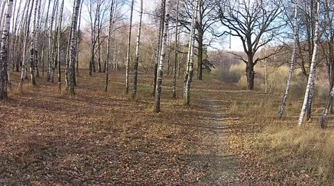 Flying in the forest between the trees Stock Footage 45979301