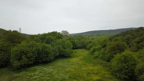 Flying to the forest close Stock Footage 102669152