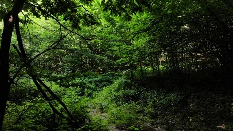 Flying in the forest. Stock Footage 111392762