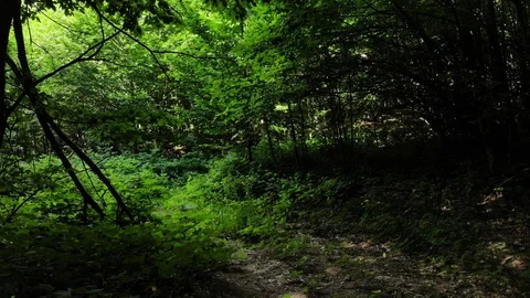 Flying in the forest. Stock Footage 111392956