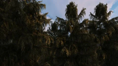 Flying in the forest. Video stock 141169178