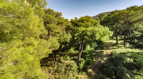 Flying in the forest over the glade in a summer day. Aerial, 4k Stock Footage 63598728