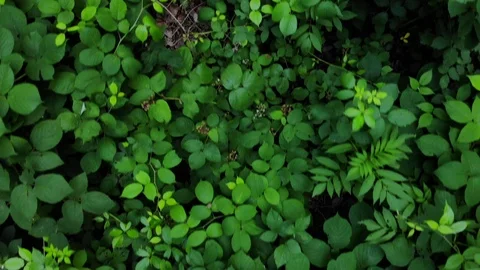 Flying in the forest over the plants. Stock Footage 111393182
