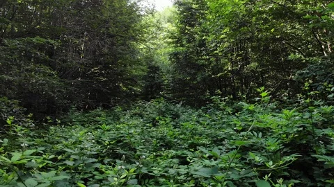 Flying in the forest over the plants. Stock Footage 111393192