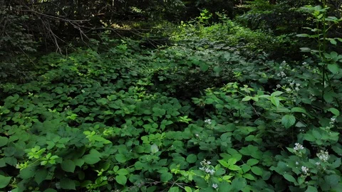Flying in the forest over the plants. Stock Footage 111393246