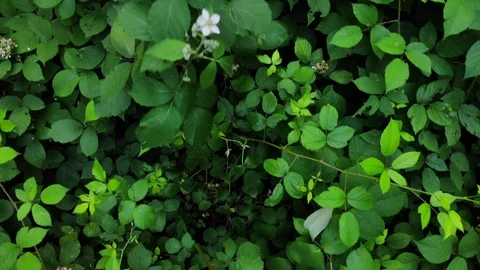 Flying in the forest over the plants. Stock Footage 111393258