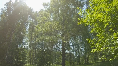 Flying in the forest through the trees. Stock Footage 109413859