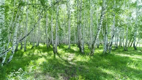 Flying  In The Forest Of The White Birch Stock Footage 82738822