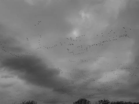 Flying in formation A large flock of birds flying in formation Copyright: ... Stock Photos