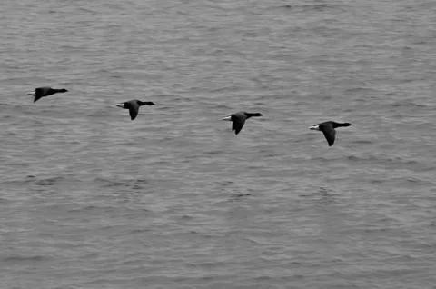 Flying in formation Stock Photos
