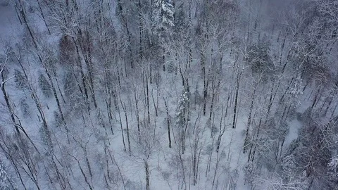 Flying forward above a winter forest during a snow storm TOP DOWN AERIAL Stock Footage 104422329