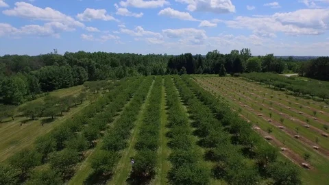 Flying Forward and Up Over Tree Rows Stock Footage 90304543