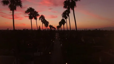Flying forward down rows of Palm Trees at sunset with pink clouds Stock Footage 71304053