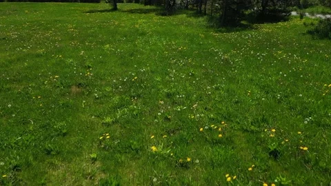 Flying forward with a drone just above a field with wild flowers Stock Footage 164934592