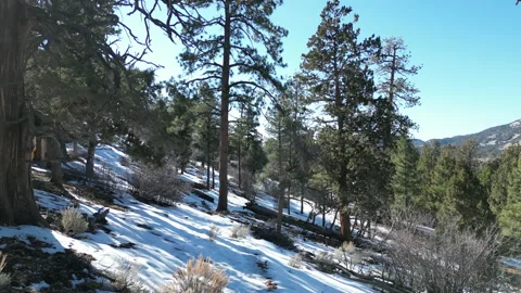 FlyIng Forward Drone In Snowy Woods In Big Bear, CA Stock-Footage 233565145