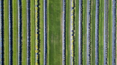 Flying Forward Looking Down Aerial of Planted Rows on a Farm  Stock Footage 249123801
