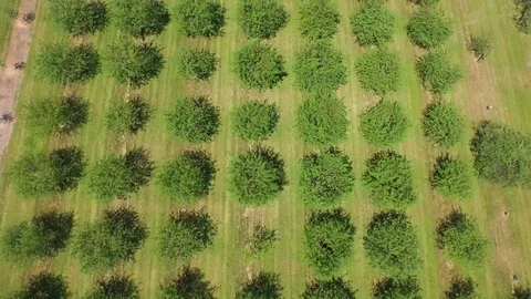 Flying forward looking down over tree rows Stock Footage 90256932
