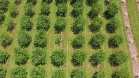 Flying forward looking down over tree rows Stock Footage 90304555