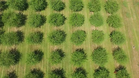 Flying forward looking down over tree rows Stock Footage 90304581