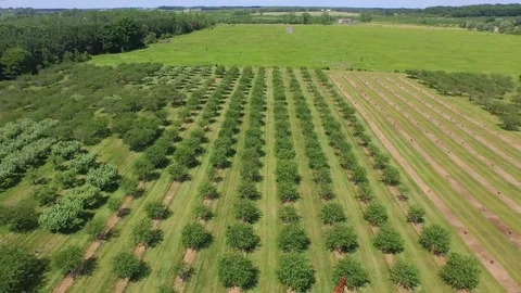 Flying forward looking over tree rows then tilting down Video stock 90304594