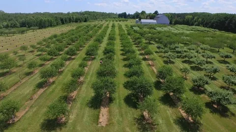 Flying forward low over tree rows Stock Footage 90257038
