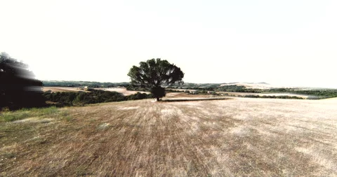 Flying Forward To The Magic Tree Stock Footage 146584540