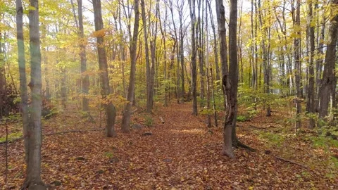 Flying forward mid air with a drone in the undergrowth showing naked trees Stock Footage 142094889